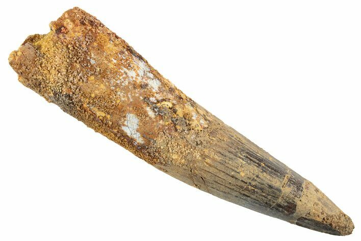 Fossil Spinosaurus Tooth - Real Dinosaur Tooth #343613